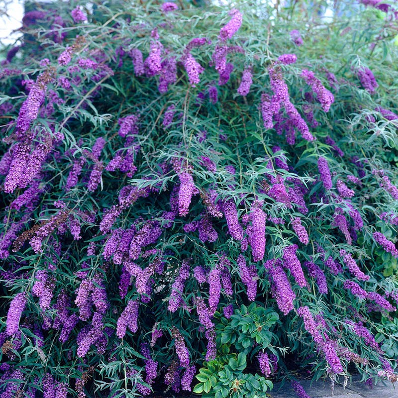 Black Knight Butterfly Bush - Image 2