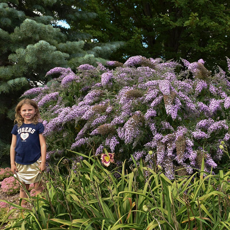 Grand Cascade Butterfly Bush - Image 3