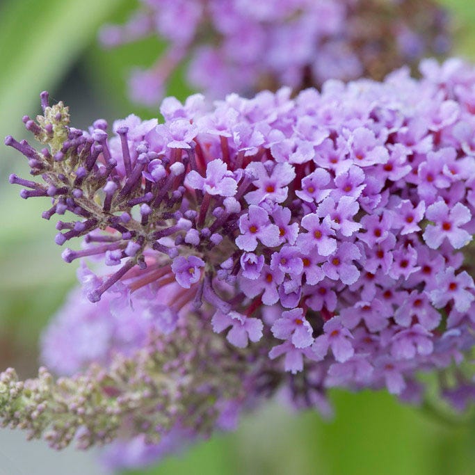 Buzz® Lavender Butterfly Bush - Image 2
