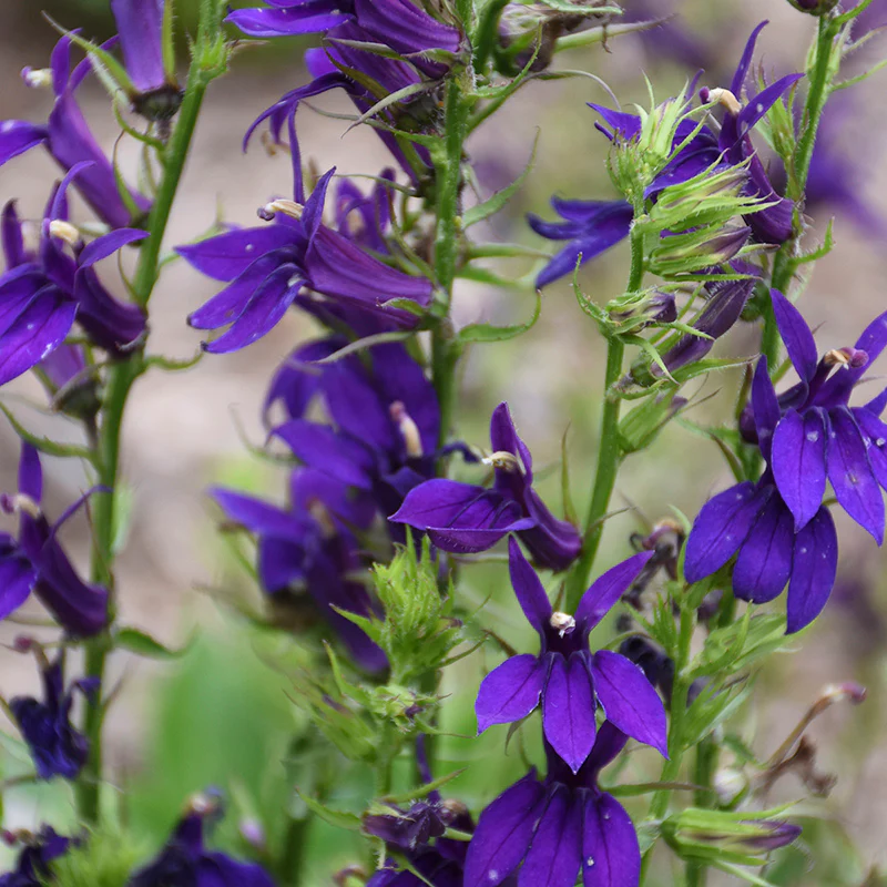 Mini Hummingbird Hangout Plant Collection - Image 5