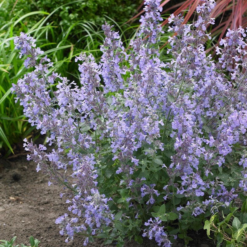 Bold Beauty Curb Appeal Pre-Planned Garden - Image 5