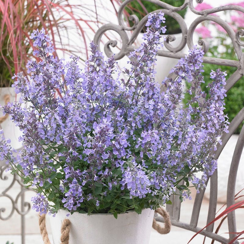 Junior Walker Nepeta - Image 4