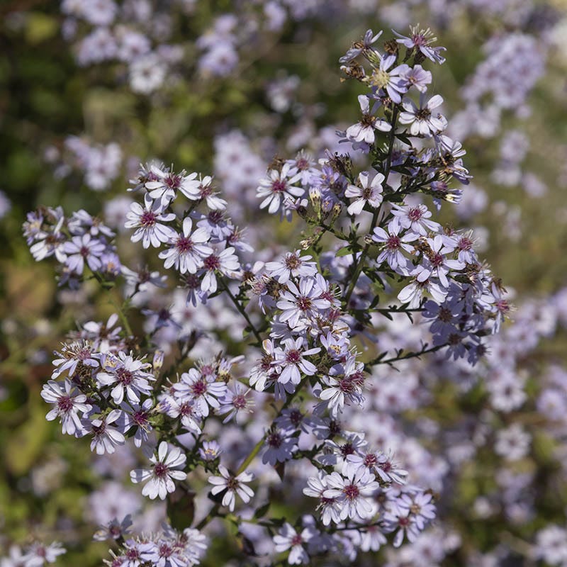 Ecoregion Native Plant Collection - Central USA Plains - Image 3
