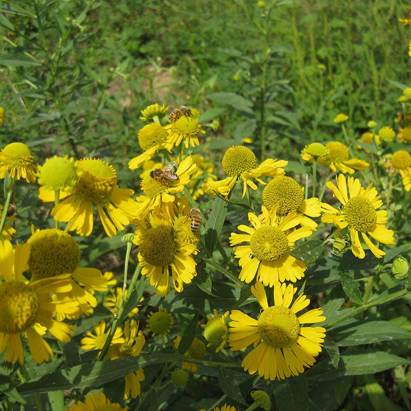 Ecoregion Native Plant Collection - Central USA Plains - Image 4