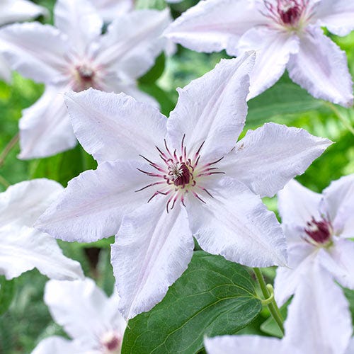 Blushing Cottage Garden Plant Collection - Image 12