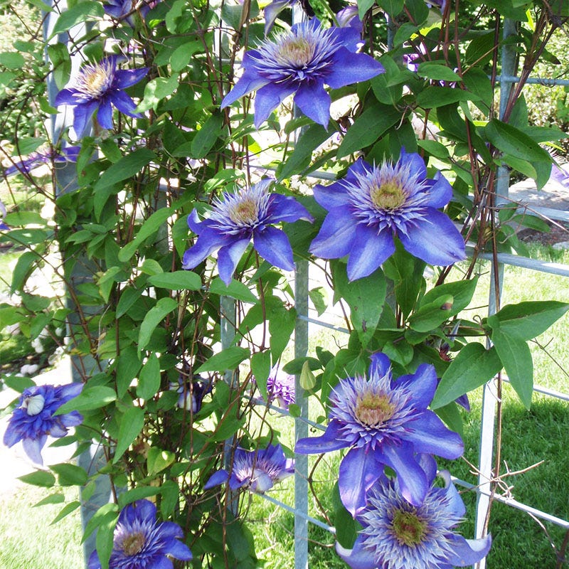 Multi Blue Clematis Vine - Image 2