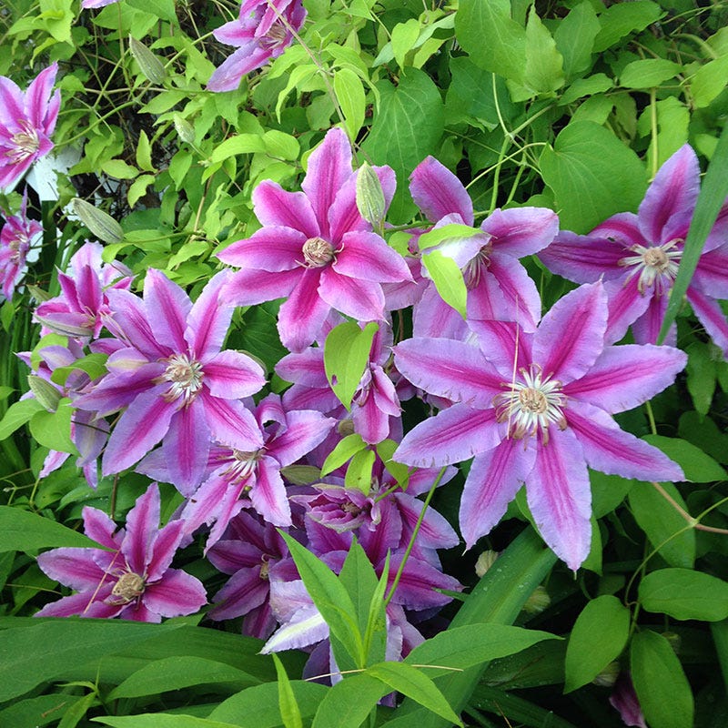 Nelly Moser Clematis Vine - Image 3
