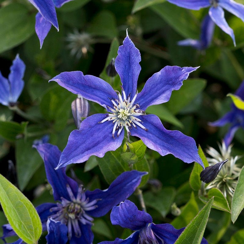 Sapphire Indigo® Clematis Vine - Image 2