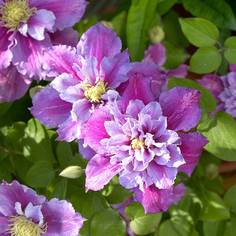 Piilu® Clematis Vine