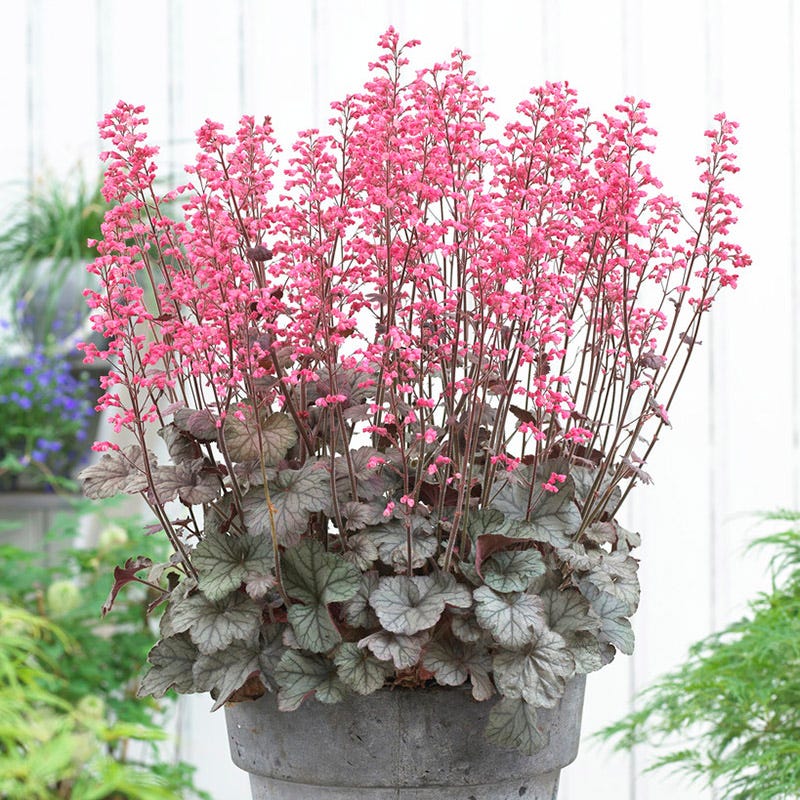 Flores Sea Coral Bells - Image 3
