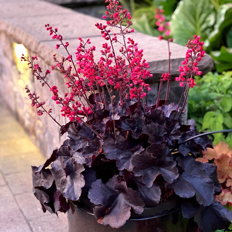 Black Forest Cake Coral Bells - Image 3