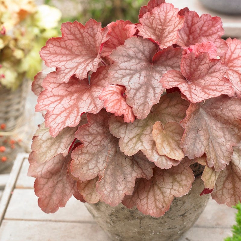 Georgia Peach Coral Bells - Image 4