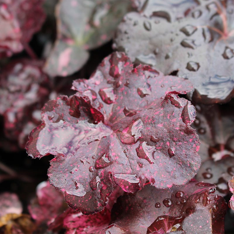 Midnight Rose Coral Bells - Image 3