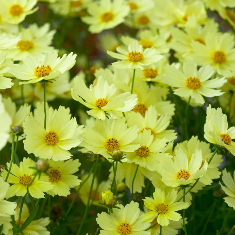 Full Moon Coreopsis