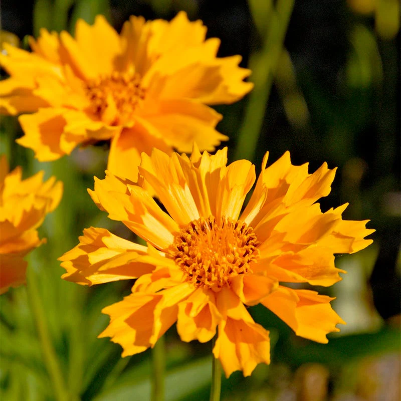 Summer Long Blooms Pre-Planned Garden - Image 15