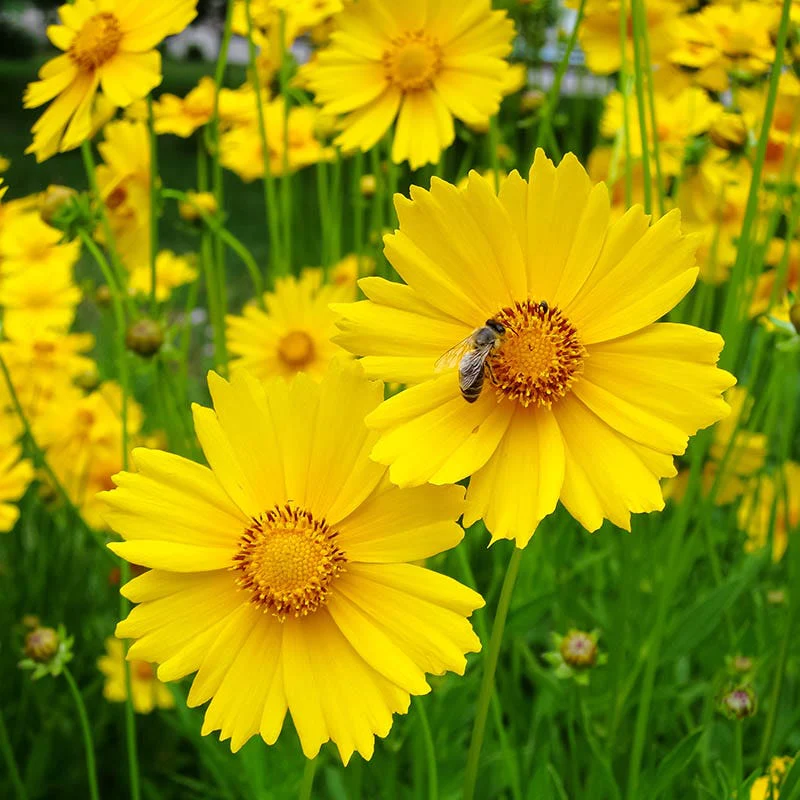 Lanceleaf Coreopsis - Image 2