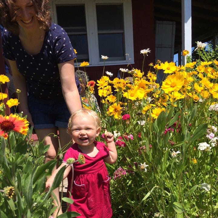 Lanceleaf Coreopsis - Image 4