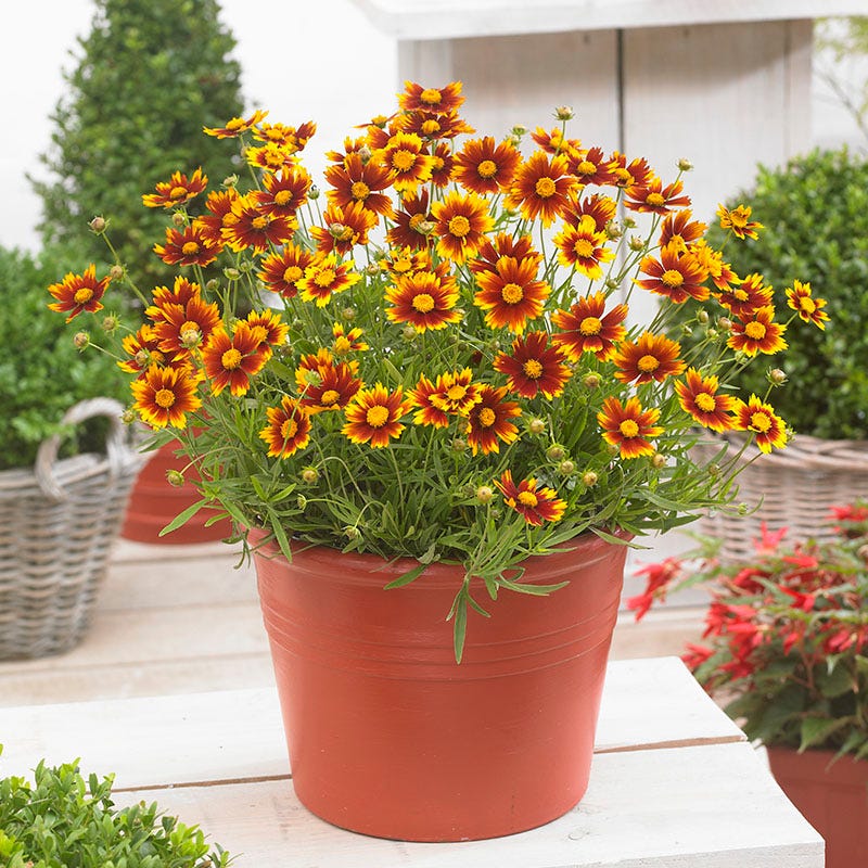 Li'l Bang™ Daybreak Coreopsis - Image 4