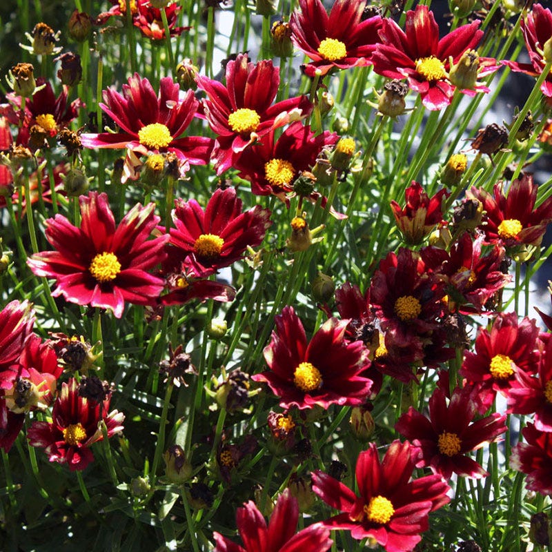 Li'l Bang™ Red Elf Coreopsis - Image 3