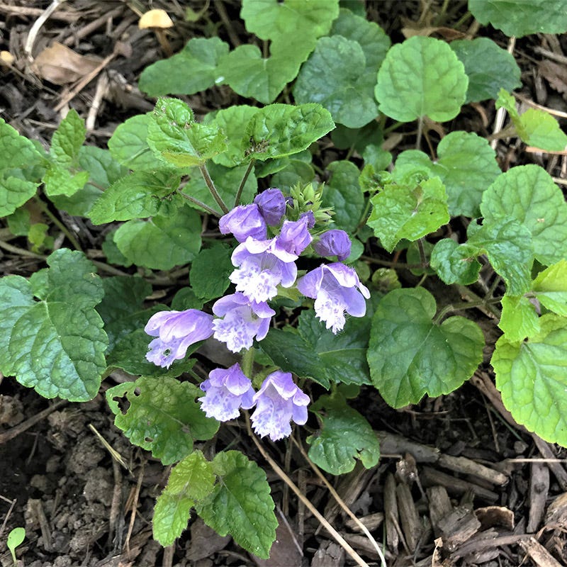 Creeping Mint - Image 4