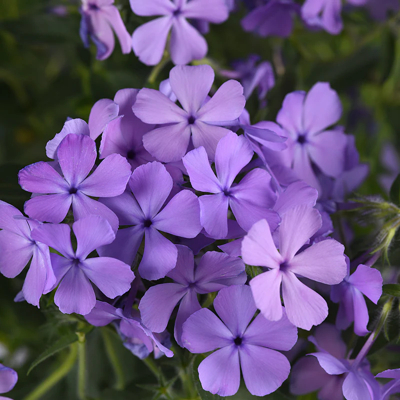 Candy Cloud™ Blue Creeping Phlox