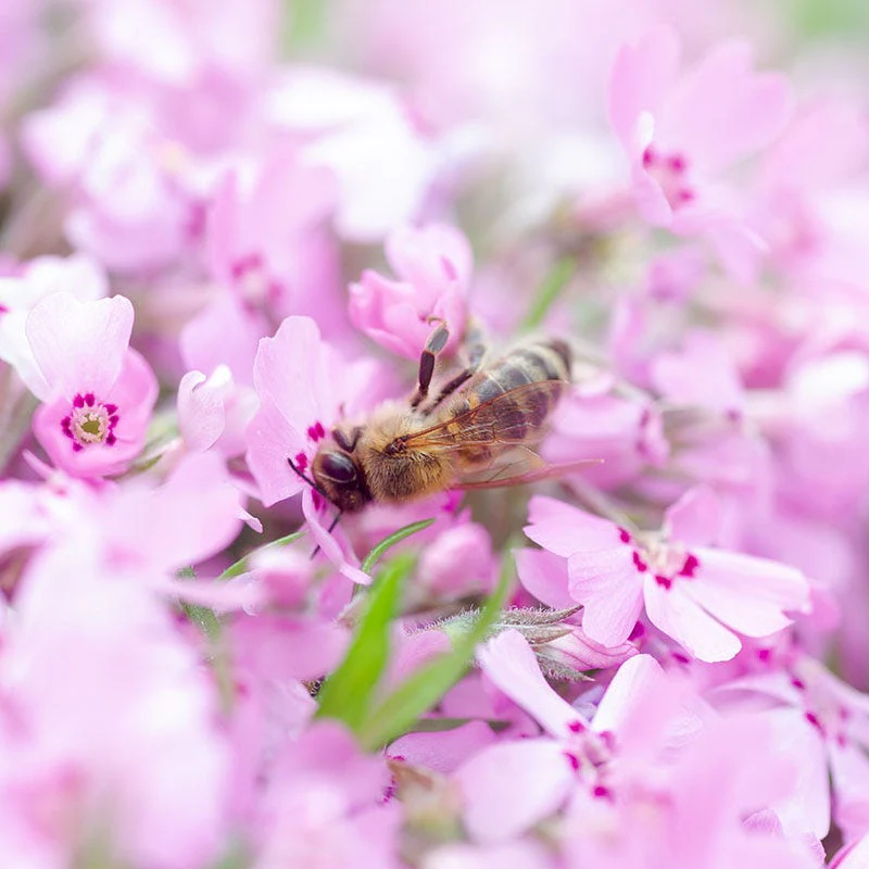 Emerald Pink Creeping Phlox - Image 2