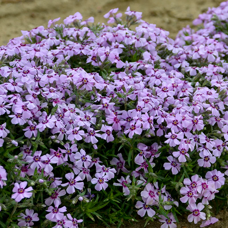 Eye Candy Creeping Phlox - Image 2