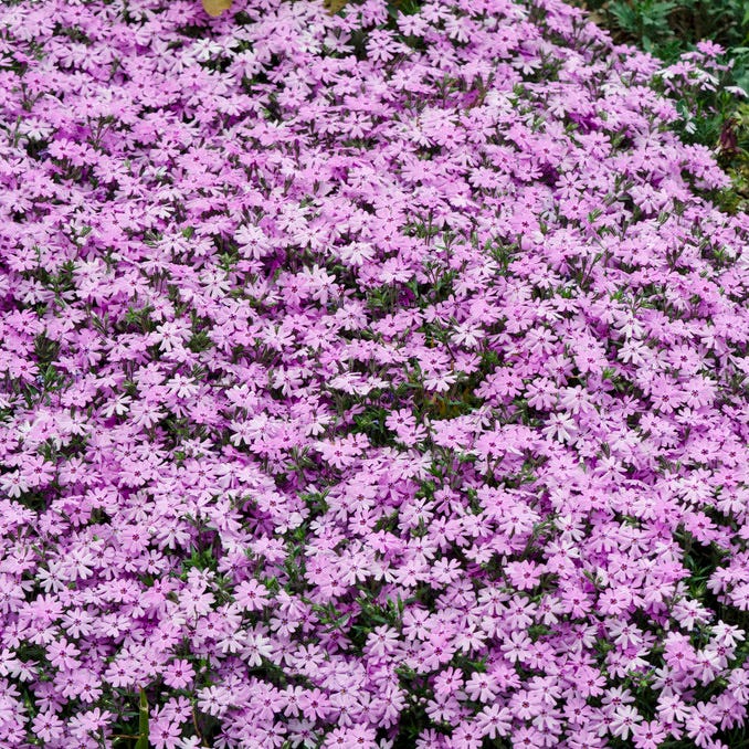 Fort Hill Creeping Phlox - Image 2