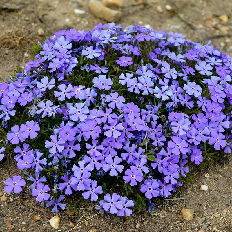 Rocky Road Violet Blue Creeping Phlox - Image 2