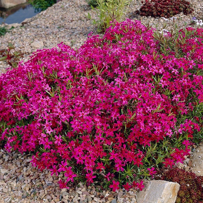 Lively Butterfly Meadow Native Pre-Planned Garden - Image 7