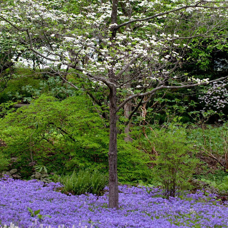 Sherwood Purple Creeping Phlox - Image 2