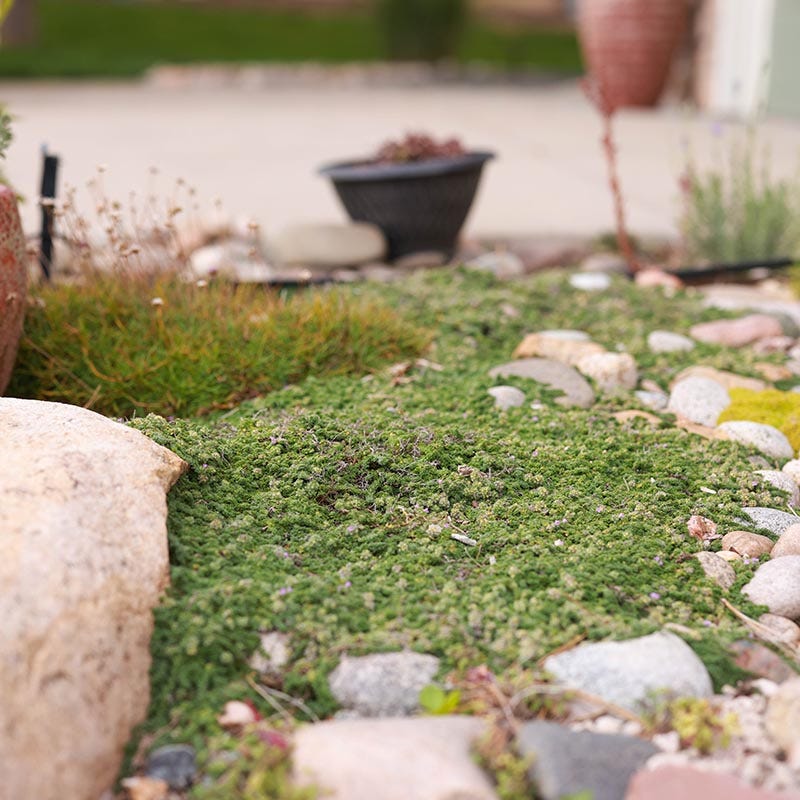 Elfin Creeping Thyme - Image 3