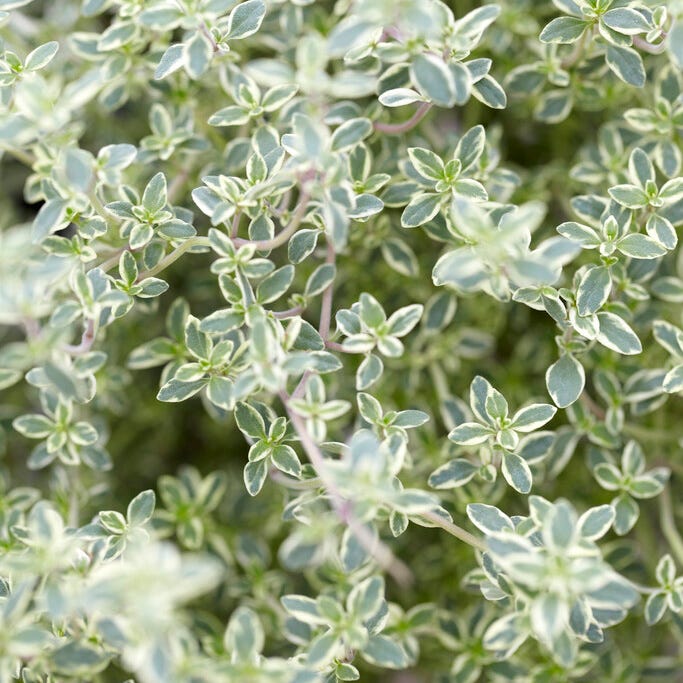 Silver King Creeping Thyme - Image 2