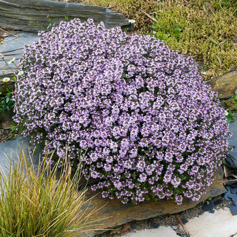 Spicy Orange Creeping Thyme - Image 2