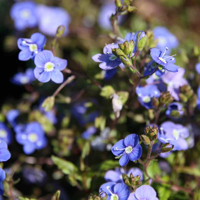 Georgia Blue Creeping Veronica
