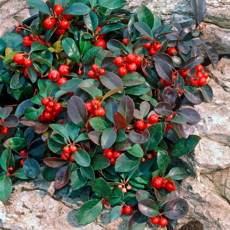 Redwood® Creeping Wintergreen