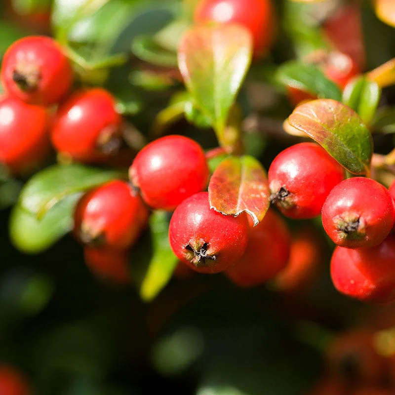 Redwood® Creeping Wintergreen - Image 2