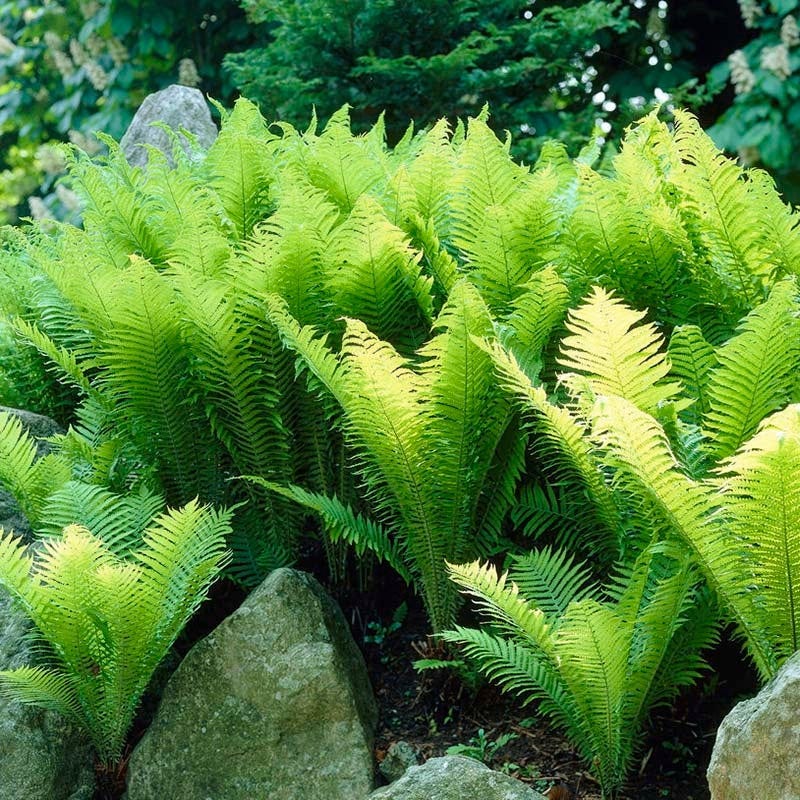 Shady Lane Curb Appeal Plant Collection - Image 3