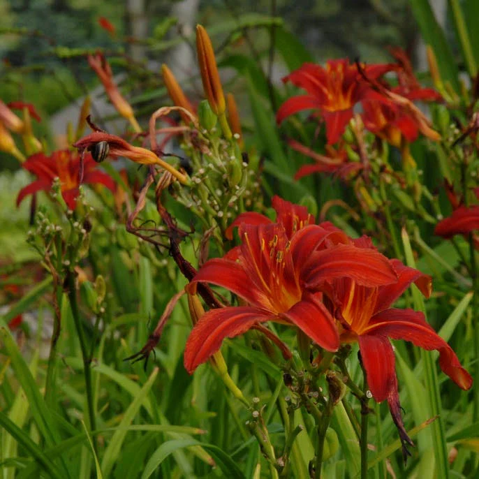 Crimson Pirate Daylily - Image 5