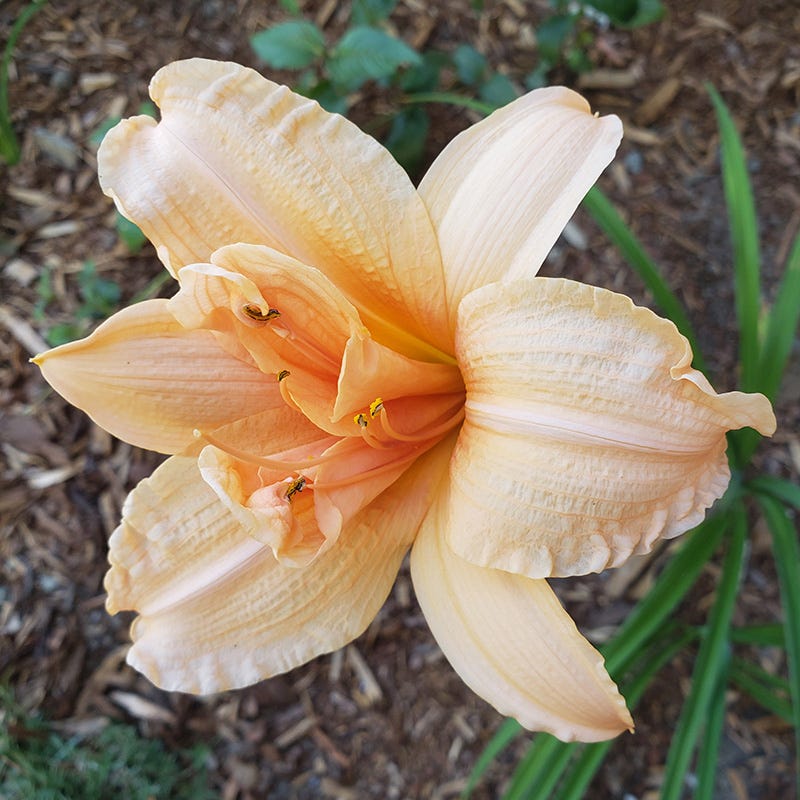 Double Dream Daylily - Image 2