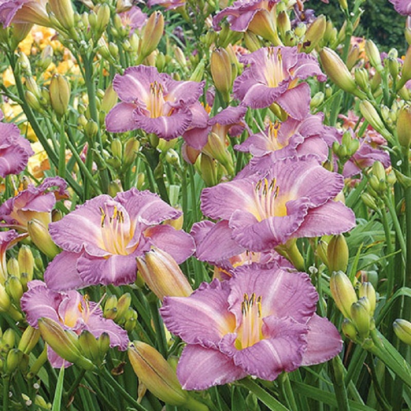 Entrapment Reblooming Daylily - Image 2
