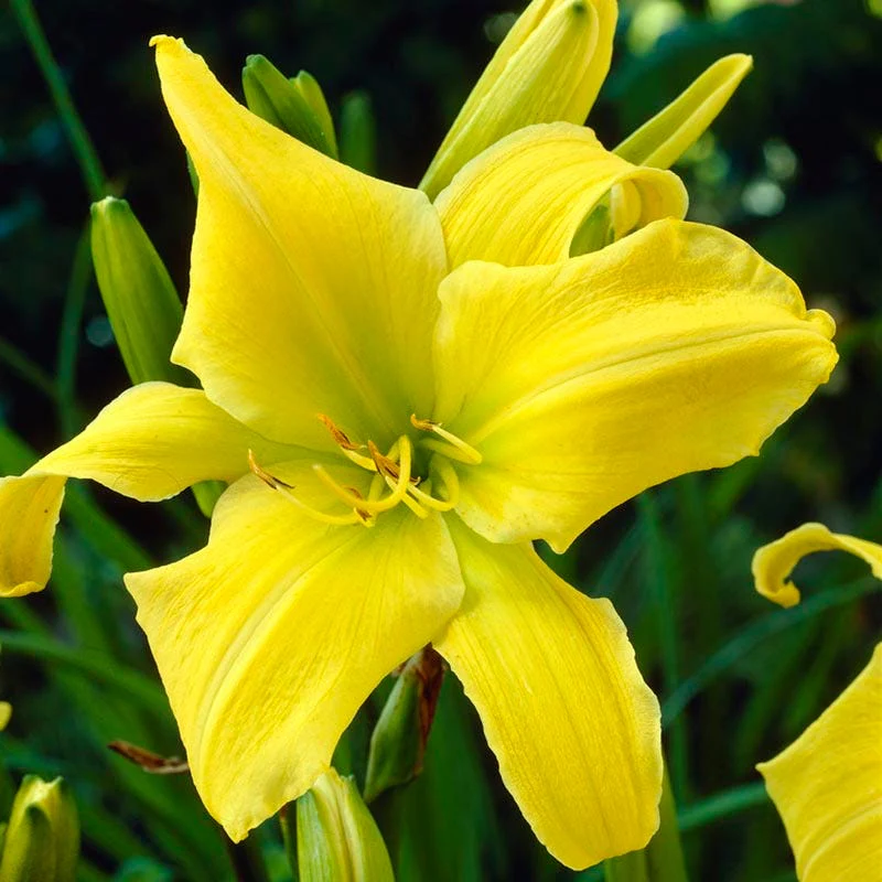 Hyperion Reblooming Daylily - Image 4