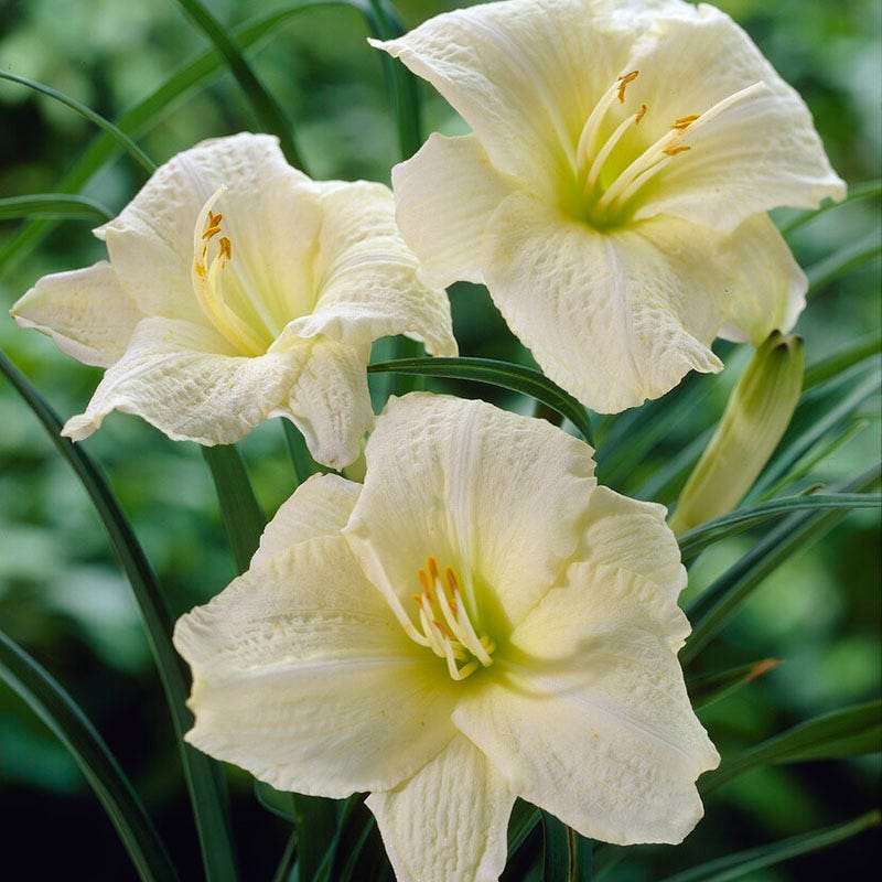 Sunny Days Daylily Collection - Image 3