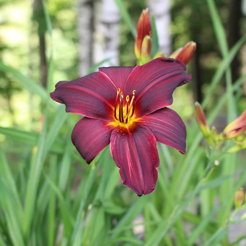 Pardon Me Reblooming Daylily - Image 2