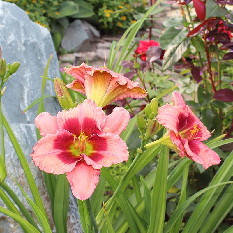 Strawberry Candy Reblooming Daylily
