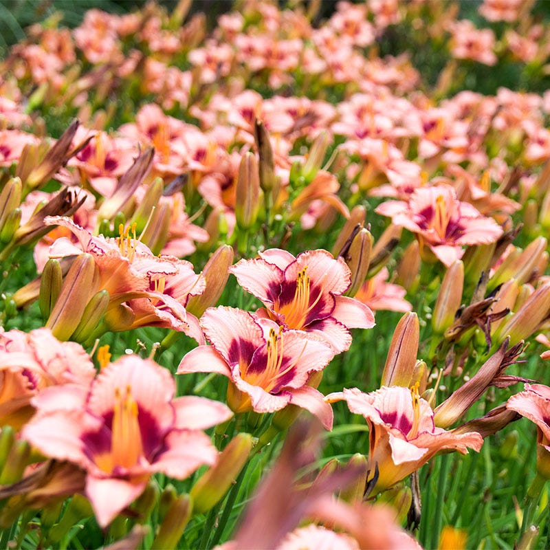 Sunny Days Daylily Collection - Image 4