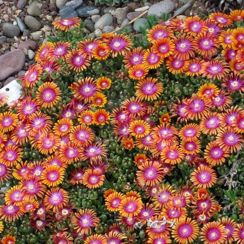 Fire Spinner® Ice Plant