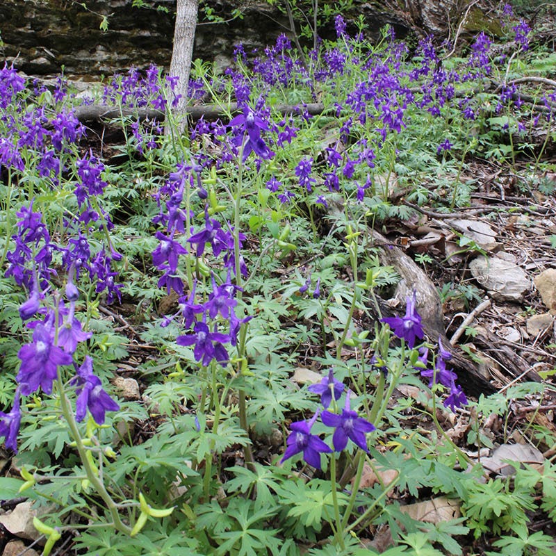 Dwarf Larkspur - Image 2