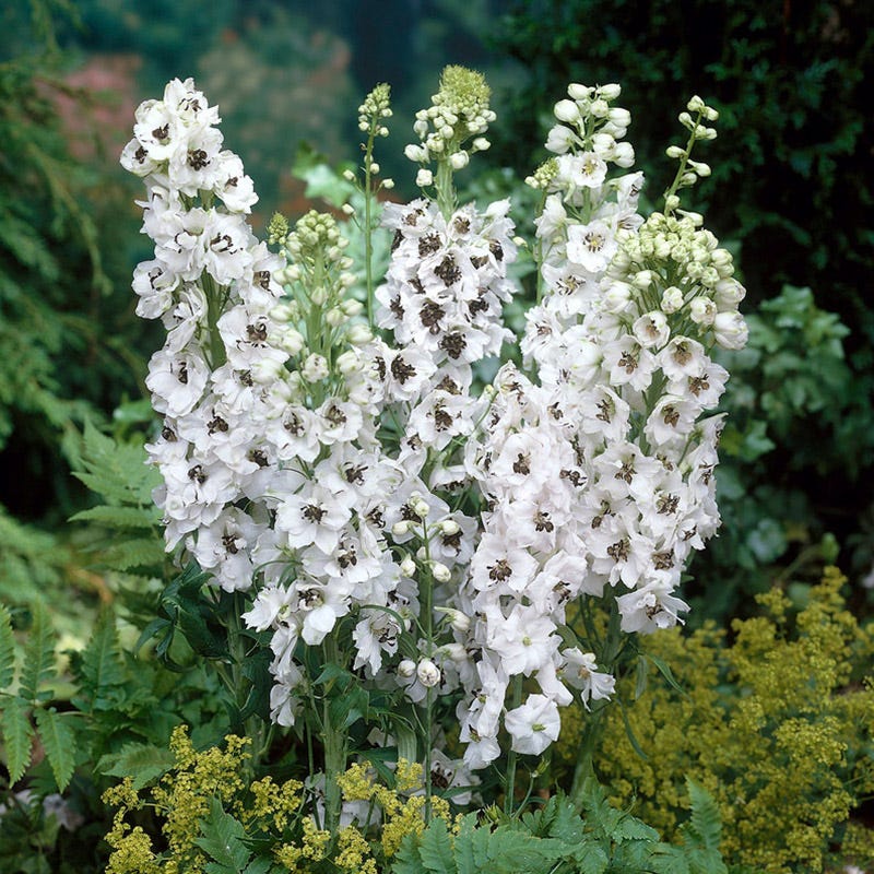 Percival Delphinium