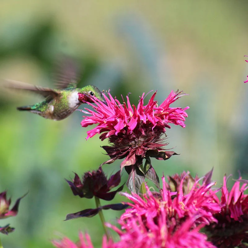 Earth Day Native Plant Collection - Image 2